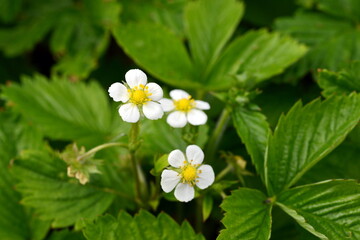 Blooming plant of strawberries. Flowers and leaves.