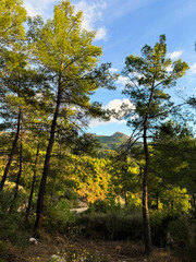 Scenic view of sunlit forest with mountains in the background during daytime