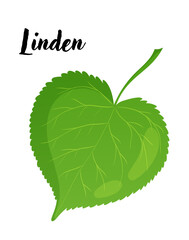 Linden leaf vector illustration. Leaves, botanical design element, European trees, botany, plant