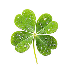 Fresh green four leaf clover with water droplets on transparency background, symbolizing luck and nature beauty