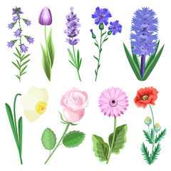 Obraz premium A set of flowers rose,poppy,hyacinth,gerbera,bluebell,cornflower,narcissus,tulip,lavender,isolated on a white background.Vector collection of colors.