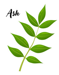 Ash leaf vector illustration. Leaves, botanical design element, European trees, botany, plant