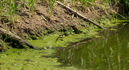 Green Frog Jumping Into Water with Splash in Natural Habitat