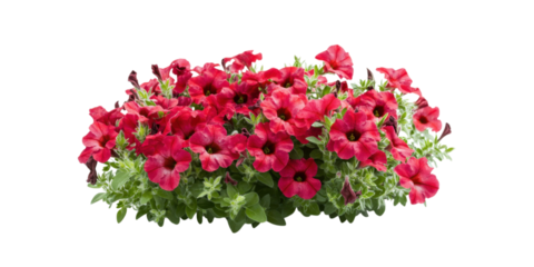 Flower petunias bush isolated on white background