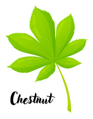 Chestnut leaf vector illustration. Leaves, botanical design element, European trees, botany, plant
