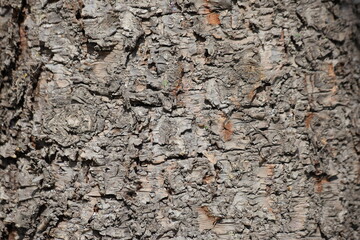 bark texture of Araucaria heterophylla, also know as norfolk island pine