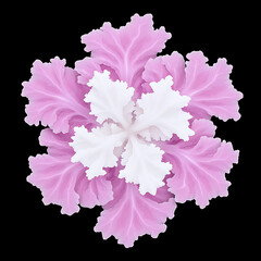 Ornamental Cabbage Kale Flower Hybrid with White and Pink Leaves on a Dark Background Design