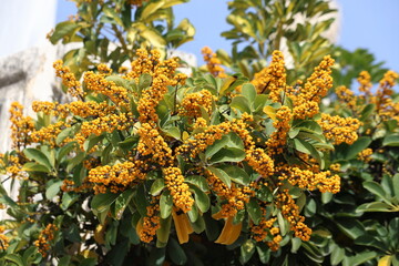 Berries of Heptapleurum arboricola  (Dwarf umbrella-tree) in a city park