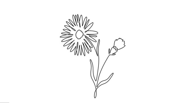 Aster Flower animation elegance continuous line drawing motion. 