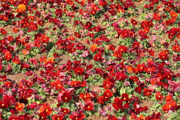 red garden pansies (Viola × wittrockiana) in a park