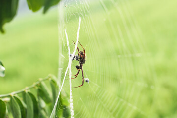 Photo of a spider perched in its nest.