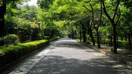 Sunlit Path Through Lush Green Trees