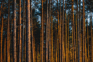 Pine trees trunks in forest in area of Lochow town, Masovia region of Poland