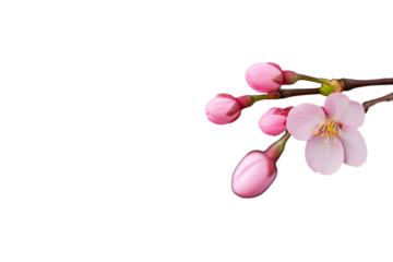 Cherry blossom branch with closed pink buds isolated on transparent white background