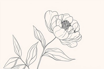 Peony flower and leaves line drawing. Hand drawn outline floral set.