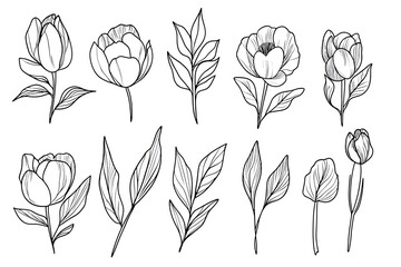 Peony flower and leaves line drawing. Hand drawn outline floral set.