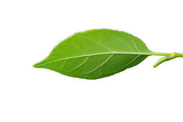 Fototapeta premium Velvety sage green lamb ear leaf isolated on transparent white background