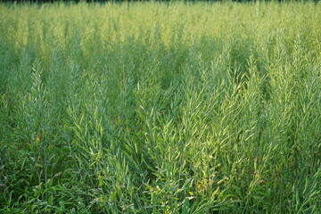 Yellow mustard flowers blooming in the mustard field, Yellow mustard field landscape, Close up Mustard plant with yellow flower with blue sky background
