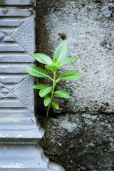 A plant with the scientific name Catharanthus roseus grows on the edge of the wall.