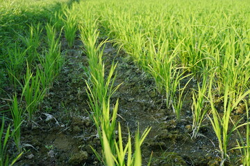 A horizon view of rice paddy field with an organized paddy line, A closeup view of green rice paddy field, Green rows of rice paddy stretching into the horizon with sunny weather