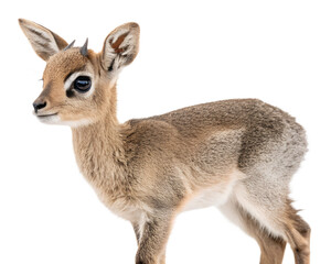 Young Dik-dik Antelope on Transparent Background, Isolated PNG
