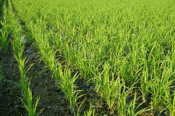 A horizon view of rice paddy field with an organized paddy line, A closeup view of green rice paddy field, Green rows of rice paddy stretching into the horizon with sunny weather