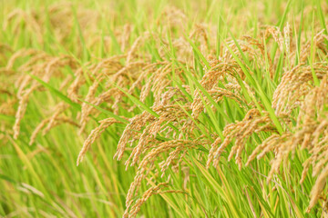 ear of paddy in rice field,autumn