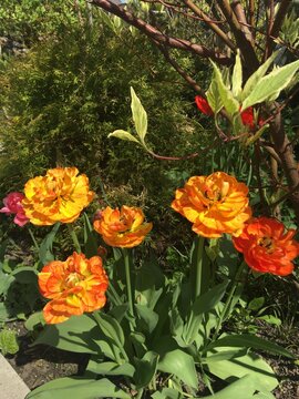 Bright oreng and yelow flower Gesner's Tulip. Photo of blooming bright Gesner's Tulip