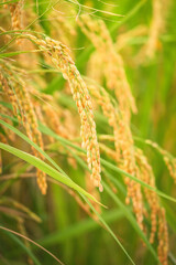 ear of paddy in rice field,autumn