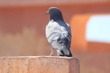 A close-up view of a rock dove standing on top of a house