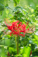 Beautiful red manjusaka (spider lily)