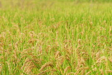 ear of paddy in rice field,autumn