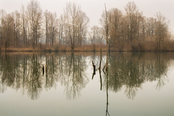 reflection in the water, a dried tree in the middle of the river 