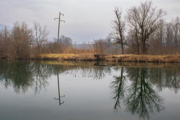 Obraz premium reflection of trees in the water