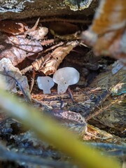 Unusual gelatinous mushrooms on a fallen tree in an autumn forest