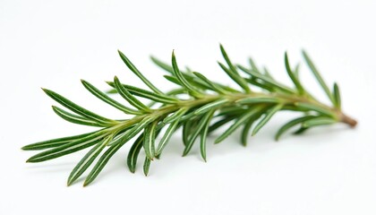 Fototapeta premium Isolated fresh rosemary twig on transparent white background. Green aromatic culinary herb spice. Ingredient for healthy herbal medicine, Mediterranean cuisine, cooking. Evergreen plant branch for