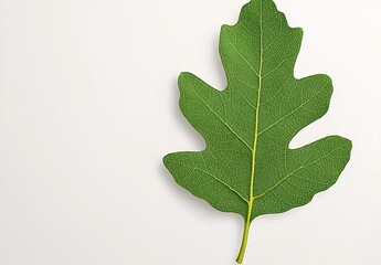 Close-Up of a Vibrant Green Leaf with Detailed Texture on a Bright Background