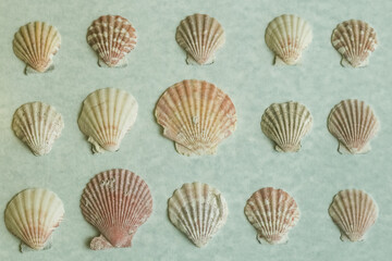 Shell background on a light background