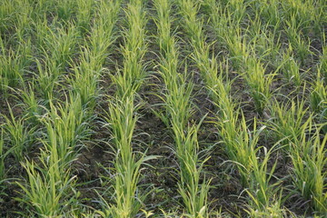 A horizon view of rice paddy field with an organized paddy line, A closeup view of green rice paddy field, Green rows of rice paddy stretching into the horizon with sunny weather