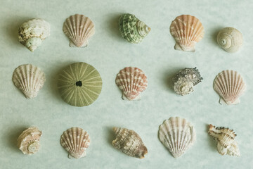 Shell background on a light background