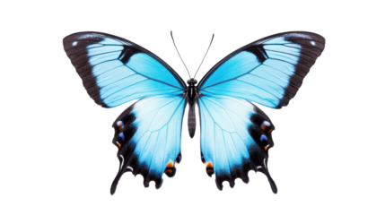 PNG vivid blue butterfly with contrasting black edges on white background