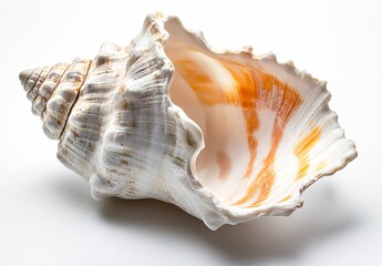 sea shell isolated on white