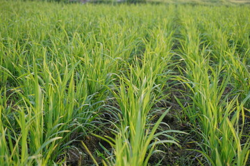 A horizon view of rice paddy field with an organized paddy line, A closeup view of green rice paddy field, Green rows of rice paddy stretching into the horizon with sunny weather