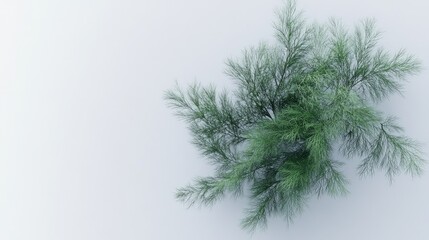 Fresh dill sprigs placed gently on a white background, creating a delicate and light arrangement.