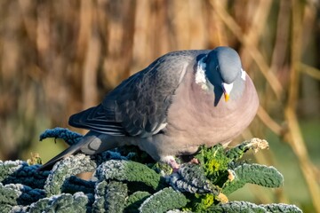 Wood pigeon perched on frost-covered kale in winter morning sunlight