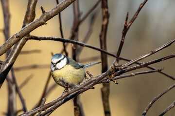 Eurasian blue tit perching on bare branches in winter
