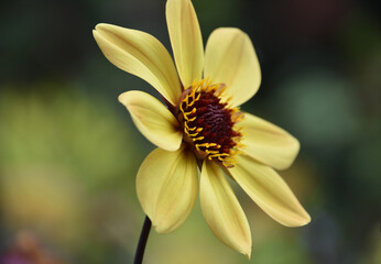 Lovely Flowering Yellow Dahlia Blossom in a Garden