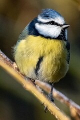 Fototapeta premium Eurasian blue tit perching on a branch in winter sunlight