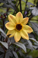Pretty Flowering Yellow Dahlia in Bloom in the Summer