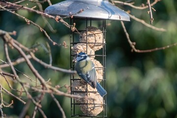 Eurasian blue tit perched on bird feeder enjoying suet cake